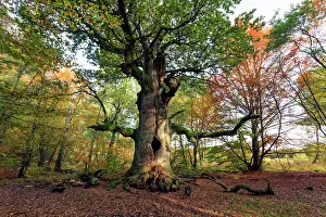 Sababurg: Oak Tree - autumn - Sababurg Ancient Forest Reserve