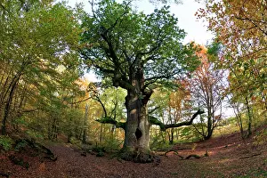 Sababurg: Oak Tree - autumn - Sababurg Ancient Forest Reserve