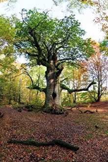 Sababurg: Oak Tree - autumn - Sababurg Ancient Forest Reserve