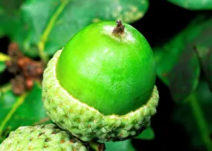 Acorns: OAK Tree - close-up of acorn