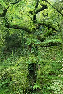 Robur: Oak Tree, with ferns and moss growing upon stem