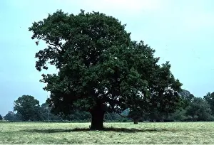 Martin Beames: OAK TREE - in field