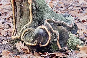 Elizabeth Bomford: Oak Tree - gnawed by Rabbits