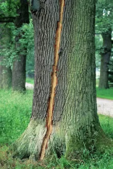 Strike: Oak Tree - lightning strike on stem of mature tree