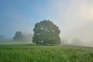 Break: Oak tree, meadow, morning fog, spring, nature reserve