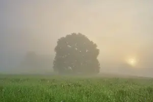 Break: Oak tree, meadow, morning fog, sun, spring, NSG