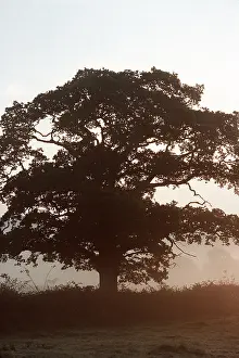 Oaks: Oak Tree - In morning mist