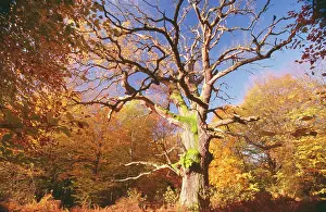 Glade: Oak Tree - Very old Oak in autumn wood