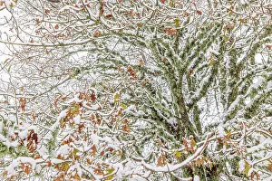 Robur: Oak Tree (Quercus robur) - snowy landscape, tree