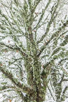 Robur: Oak Tree (Quercus robur) - snowy landscape, tree