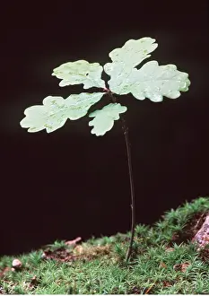 David C Dixon: OAK TREE SEEDLING - five leaves