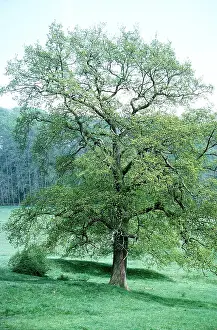 Oaks: OAK Tree - in spring