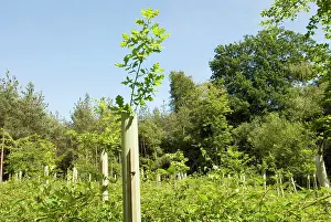 Shelters: Oak Tree - well sprouted young oaks above protective