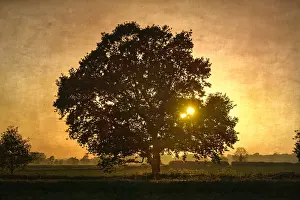 300119: Oak Tree at Sunset - Textured image - Norfolk UK