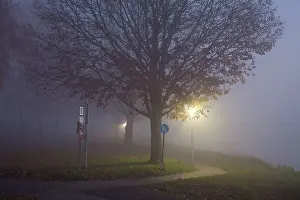 Weser: Oak Trees and Autumn Fog