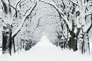 Avenues: Oak Trees - avenue in winter snow
