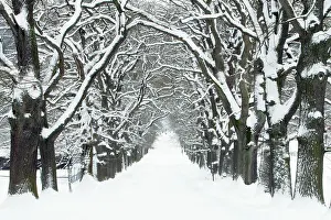 Avenues: Oak Trees - avenue in winter snow