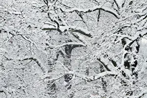 Crowns: Oak Trees - branches of crowns covered in snow