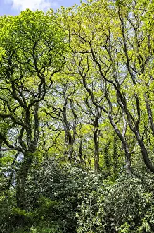 Treetops: Oak Trees with new leaves - Singleton Park Swansea Wales UK