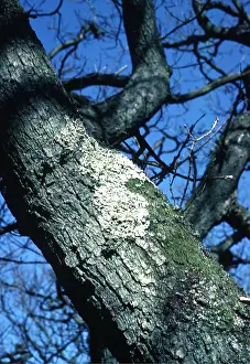 Epiphyte: OAK - trunk with Lichens