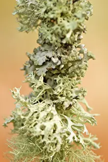 Lichens: Oakmoss - lichen on a branch detail