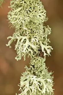 Lichens: Oakmoss - lichen on a branch detail