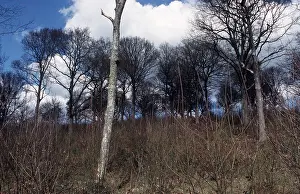 Chestnuts: Oaks and Coppice Chestnut