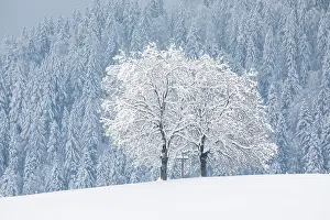 Monochrome: Two oaks and cross, Canton Zug Switzerland
