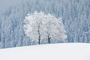 Monochrome: Two oaks and cross, Canton Zug Switzerland