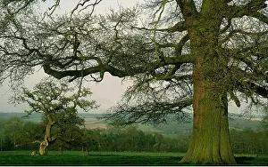 Parkland: OAKS IN PARKLAND