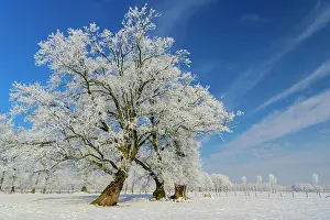 310820: Oaks (Quercus ) with hoar frost in winter, Elsten