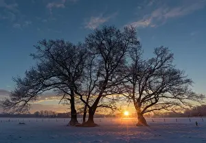 310820: Oaks (Quercus) in winter at sunrise, silhouette