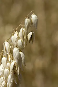 Rolled: Oat Crop