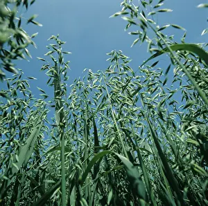 Panicle: Oat crop in green ear