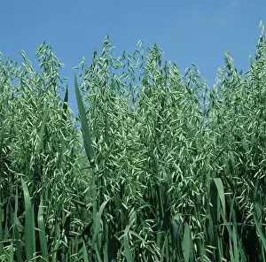 Herefordshire: Oat crop in green ear