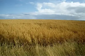 Ripe: OAT FIELD - ripe
