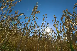 Stalks: Oat Field ripe oat crop Summer