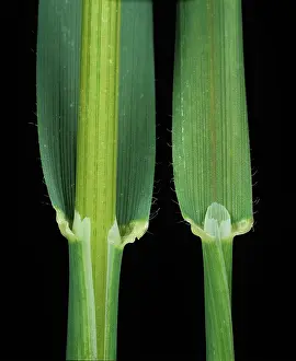 Poaceae: Oat leaf ligule and leaf sheath