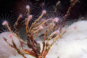 David Nance: Oaten Pipe Hydroid - type of colonial hydroid