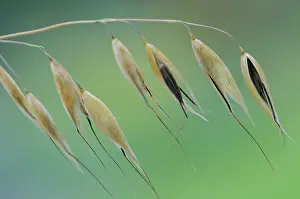 Avena: Oats