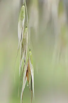 Avena: Oats