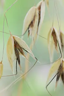 Avena: Oats