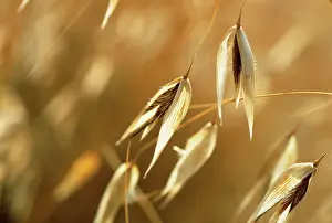 Avena: Oats