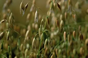 Avena: Oats