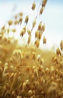 Avena: Oats
