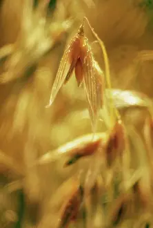 Avena: Oats