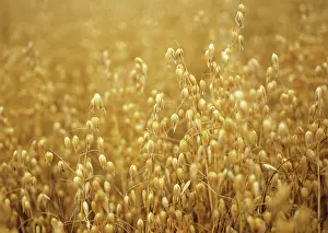 Loads: Oats