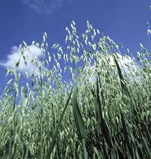 Grains: Oats