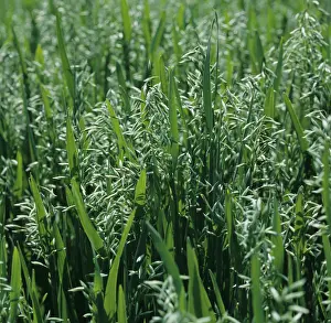 Contre: Oats at ear emergence