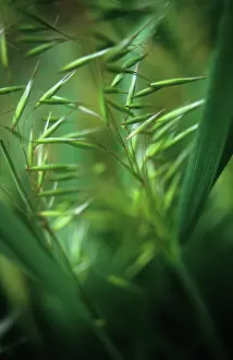 Fragile: Oats